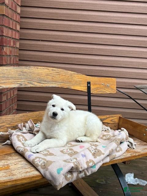 German Shepherd dogs Sasha - Ad 14