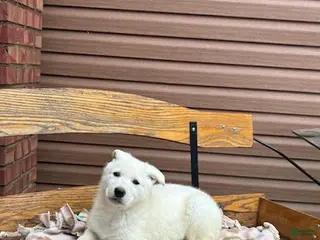 German Shepherd dogs Sasha - Ad 14