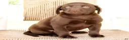 Labrador Retriever dogs for sale: Gator - Ad 7
