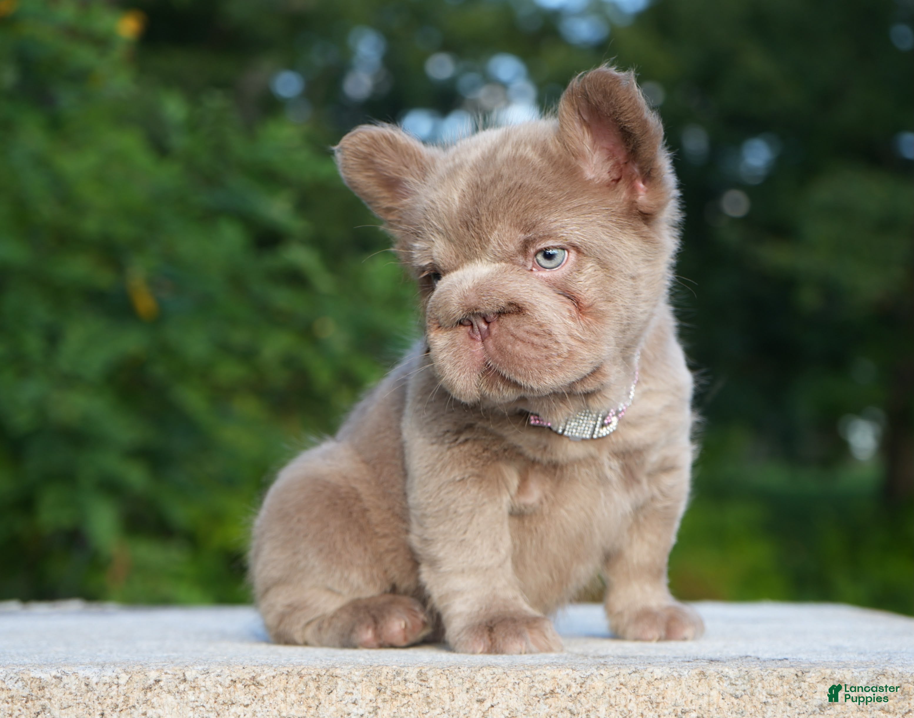 French Bulldog dogs ⭐️STAR🩷⭐️( Isabella Floodle big rope fluffy  - Ad 1