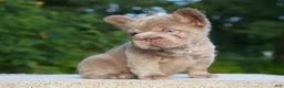 French Bulldog dogs for sale: ⭐️STAR🩷⭐️( Isabella Floodle big rope fluffy  - Ad 1