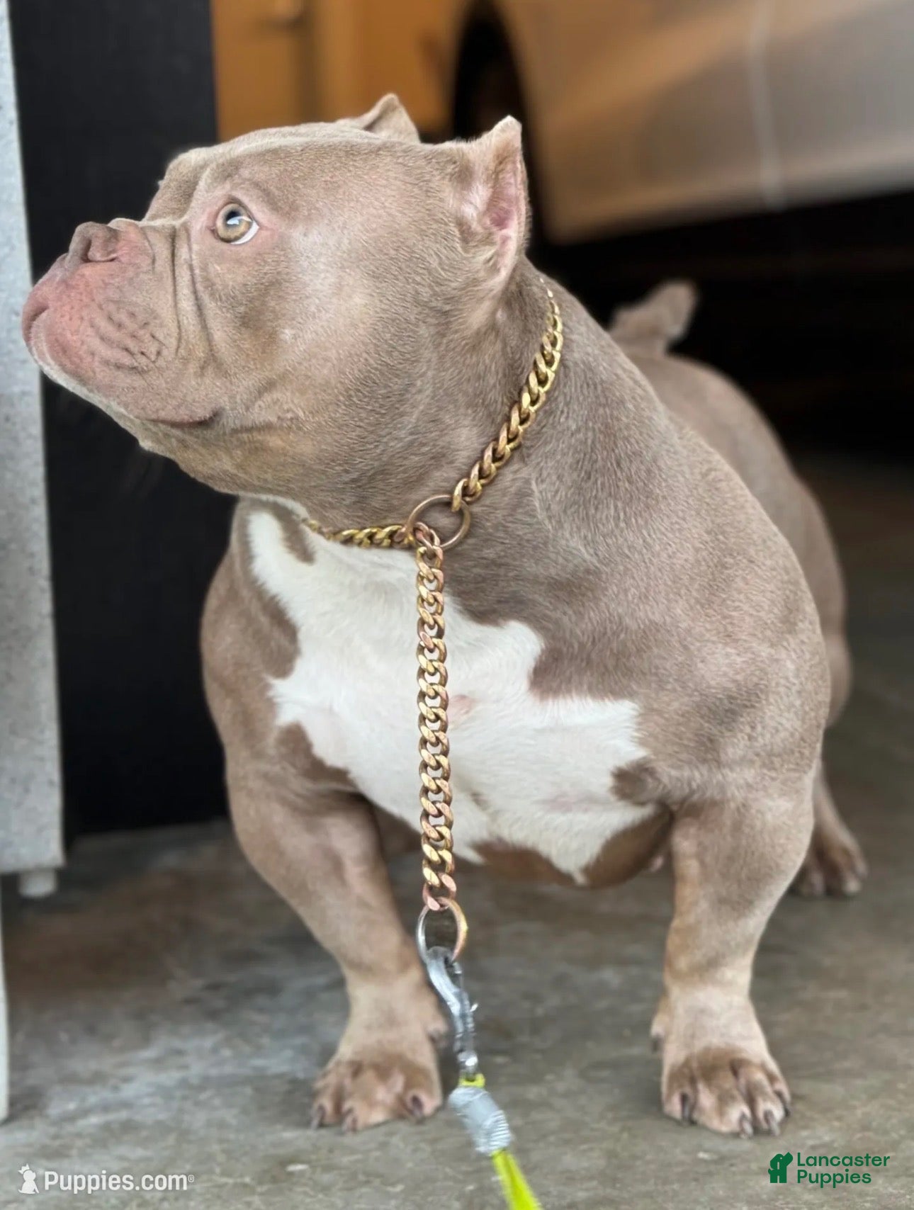 American Bully dogs for sale: American Bully 1 - Ad 1