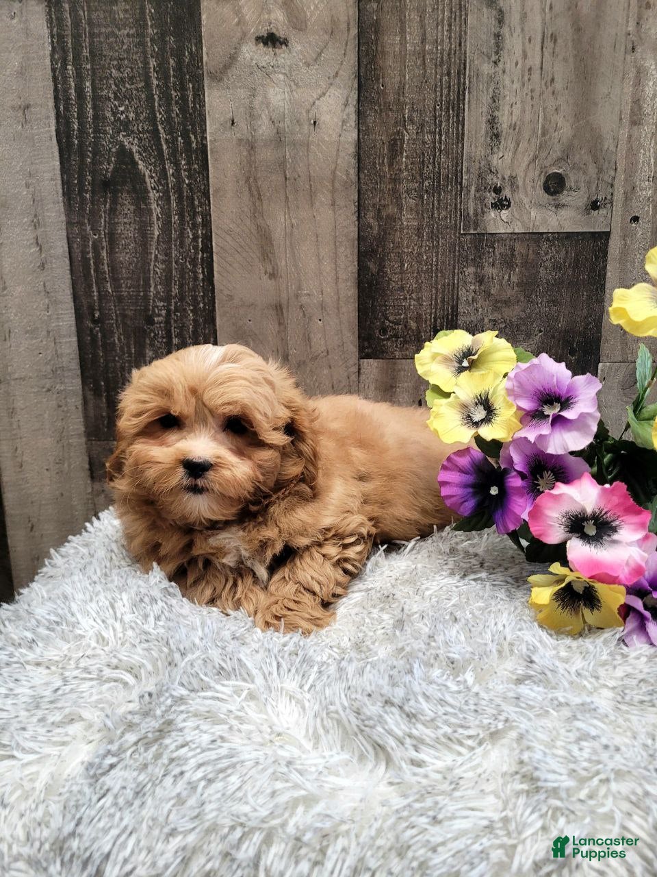 Pekapoo dogs Wilbur - Ad 2