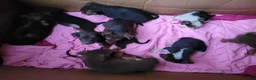Mixed Breed dogs for sale: Mixed Breed 5 - Ad 3