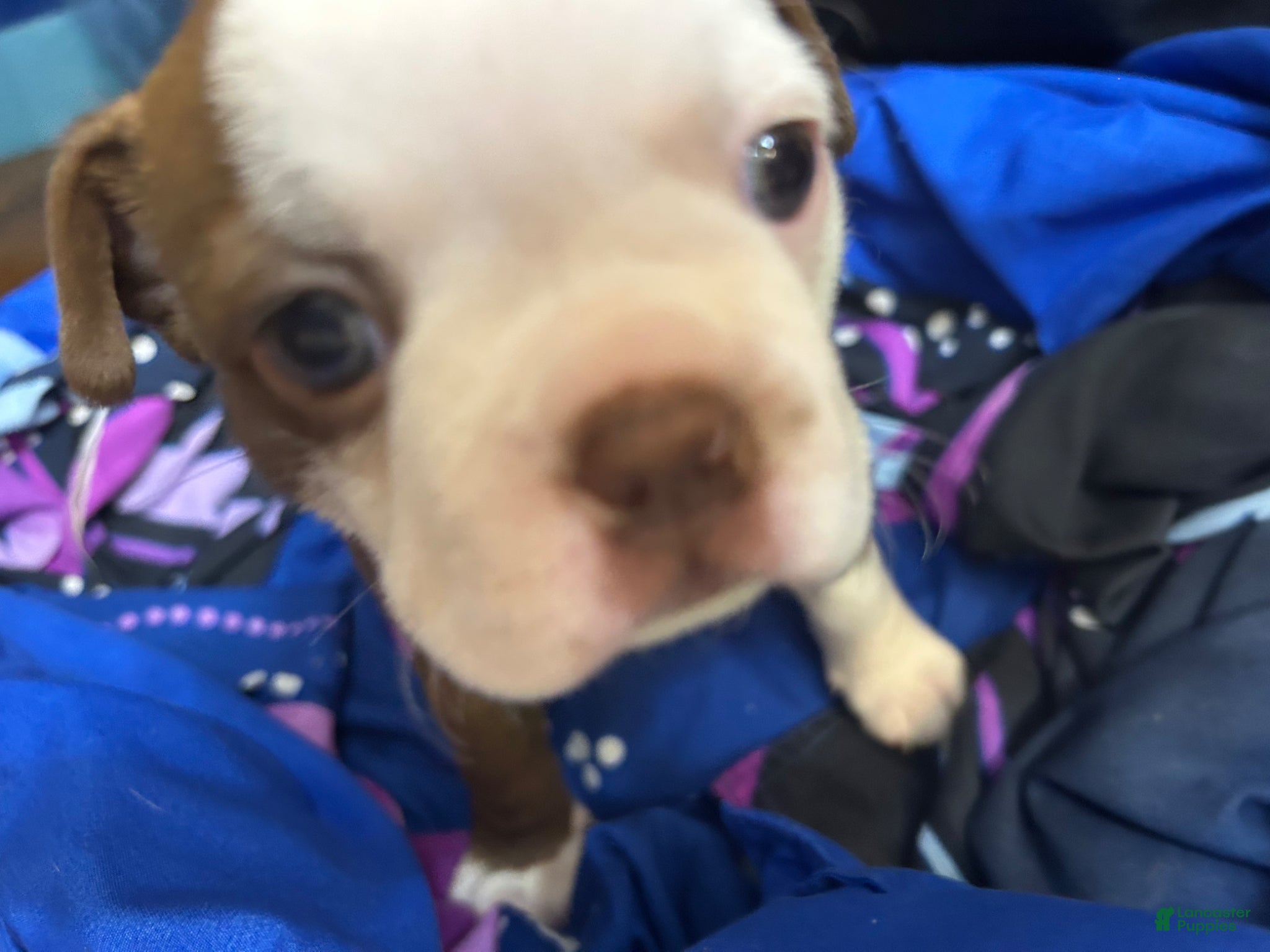 Boston Terrier dogs Layla - Ad 2