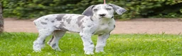 Great Dane dogs for sale: Skye - Ad 5