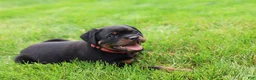 Rottweiler dogs for sale: Luna  - Ad 13