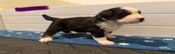 Bernese Mountain Dog dogs for sale: Purple - Ad 9