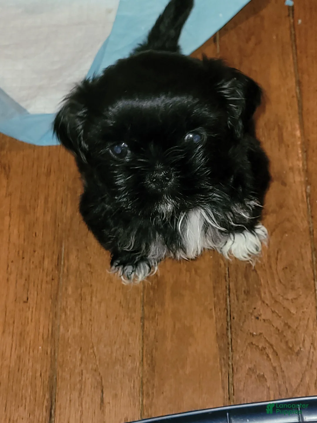 Shih Tzu dogs for sale: Crypto  - Ad 1