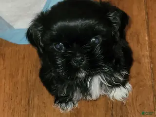 Shih Tzu dogs Crypto - Ad 7