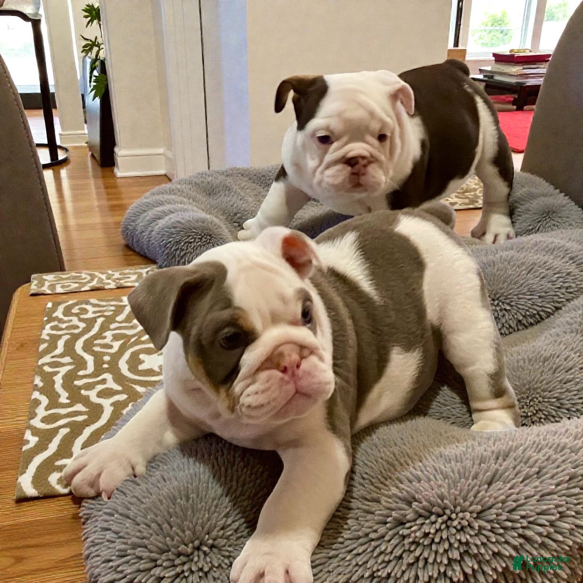 English Bulldog dogs Romeo - Ad 6