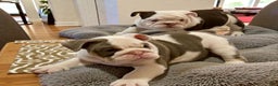 English Bulldog dogs for sale: Romeo - Ad 1