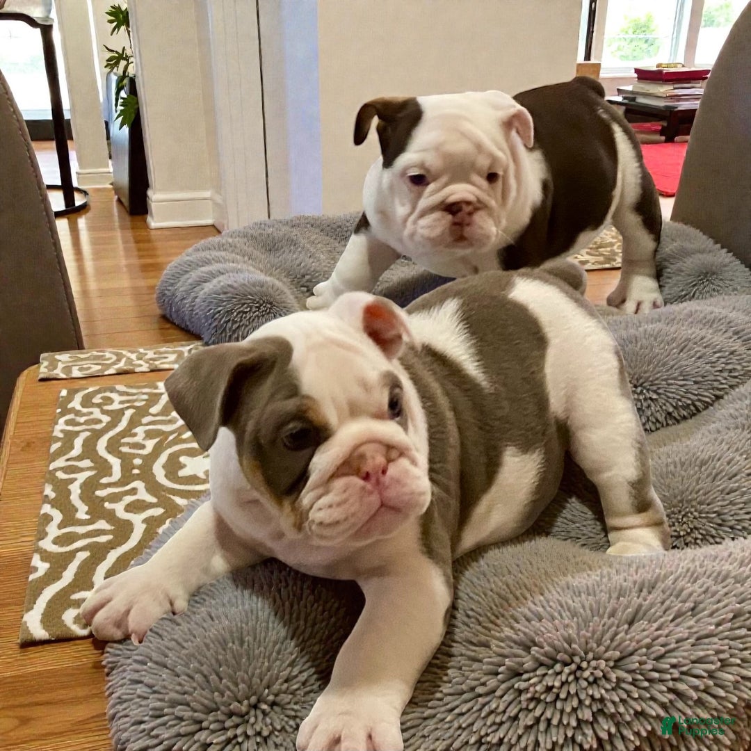 English Bulldog dogs for sale: Romeo - Ad 1