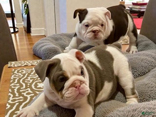 English Bulldog dogs Romeo - Ad 5