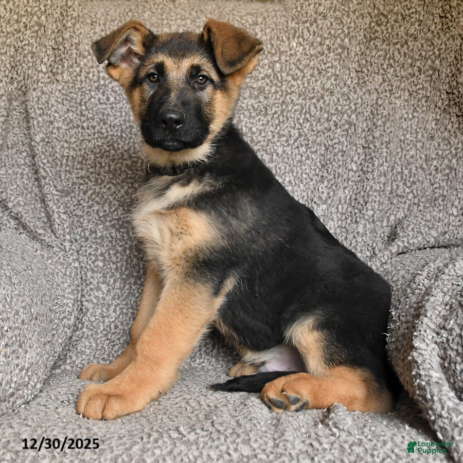 German Shepherd dogs Sawyer - Ad 21