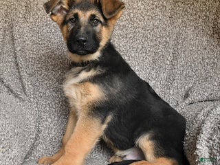 German Shepherd dogs Sawyer - Ad 21