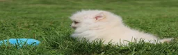 Pomeranian dogs for sale: Mochi - Ad 10