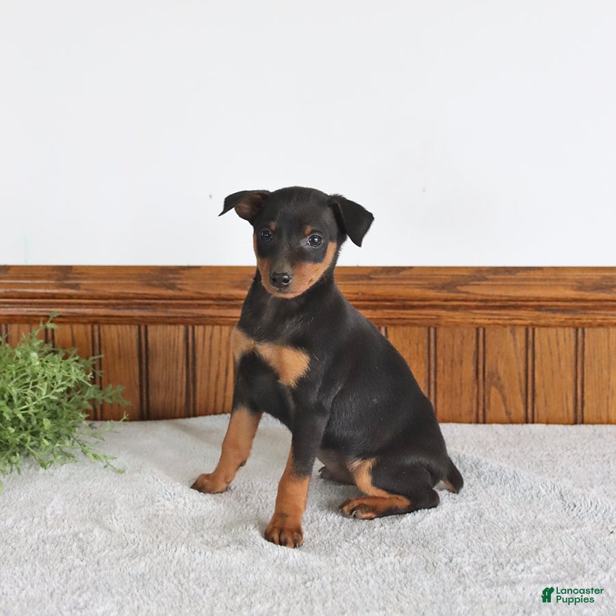 Miniature Pinscher dogs Joy - Ad 2