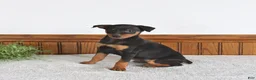 Miniature Pinscher dogs for sale: Joy - Ad 2
