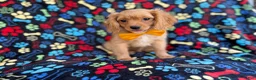 Cavapoo dogs for sale: Ruger - Ad 5