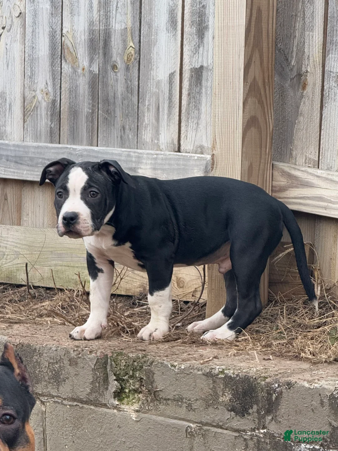 Gallery Image {{count}}