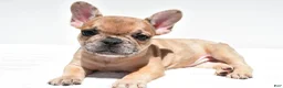 French Bulldog dogs for sale: Bailey - Ad 8