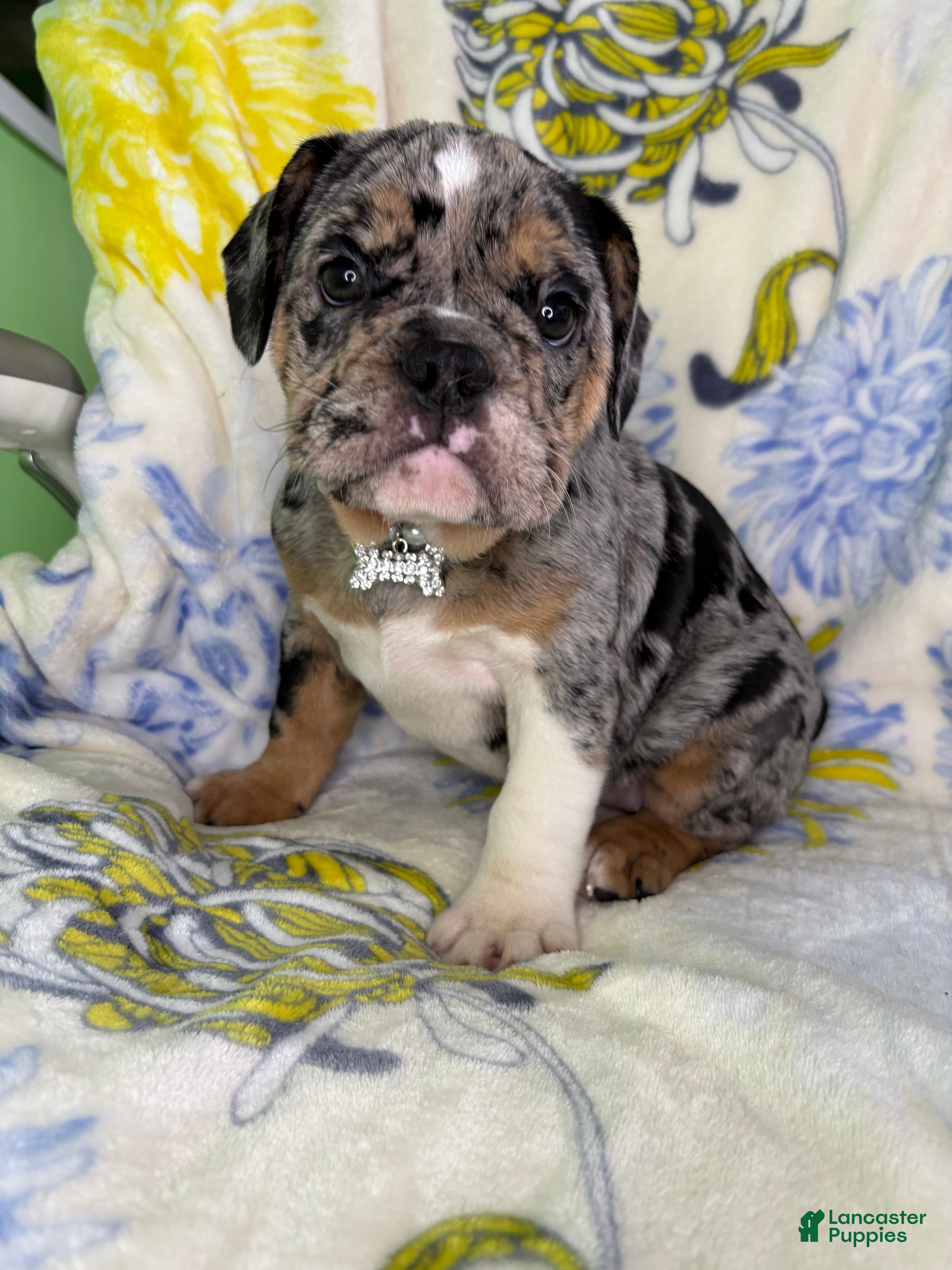 Mixed Breed dogs Mixed Breed 1 - Ad 8