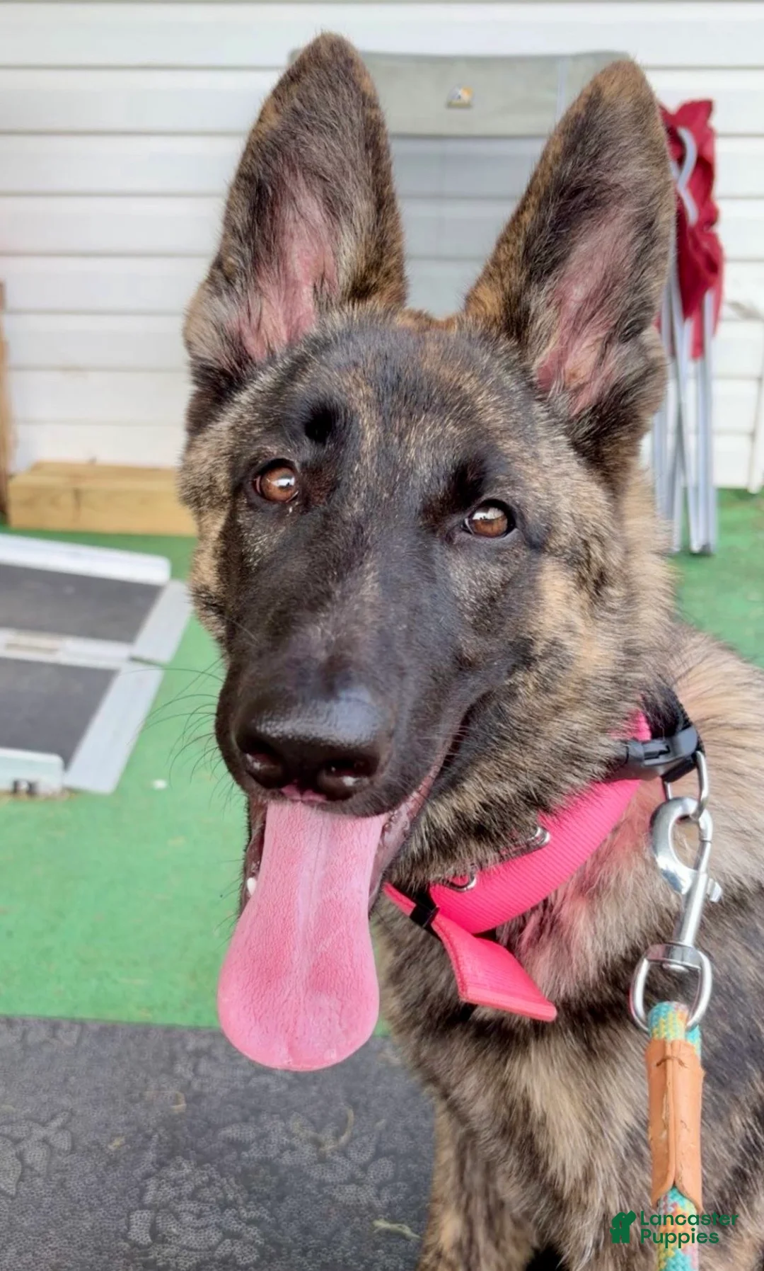 German Shepherd dogs for sale: German Shepherd 2 - Ad 1
