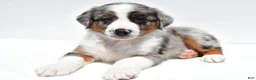 Australian Shepherd dogs for sale: Lonnie - Ad 9