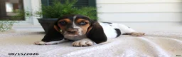 Basset Hound dogs for sale: Captain - Ad 3