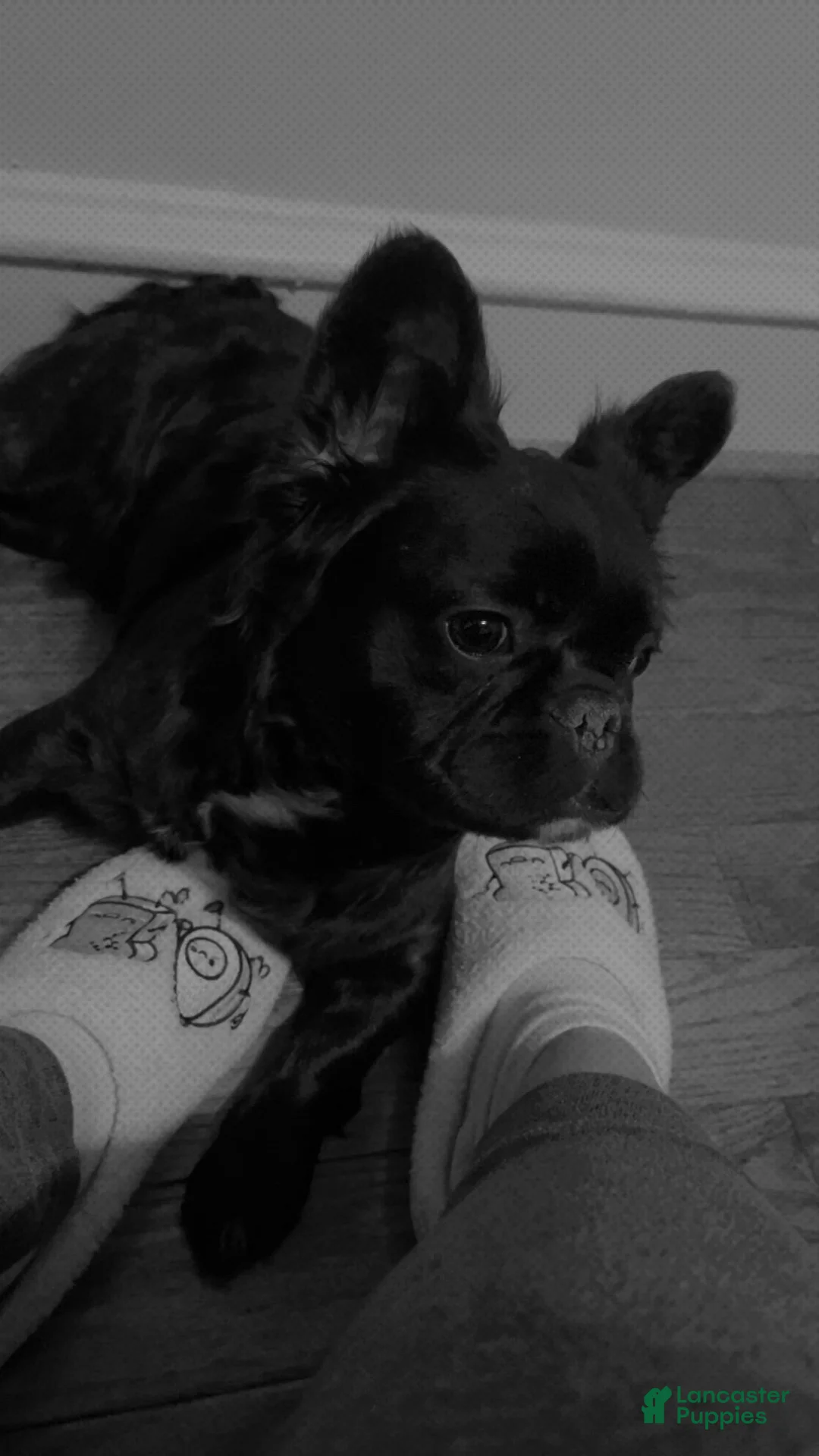 French Bulldog dogs for sale: Cherry - Ad 7