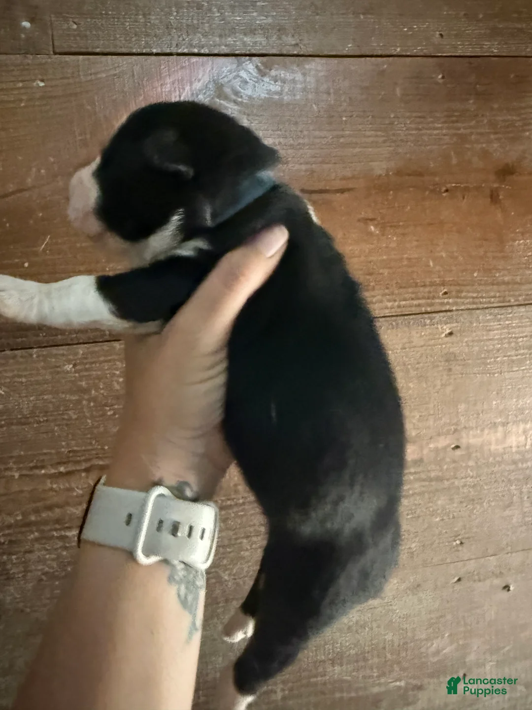 Gerberian Shepsky dogs for sale: Rip - Ad 2