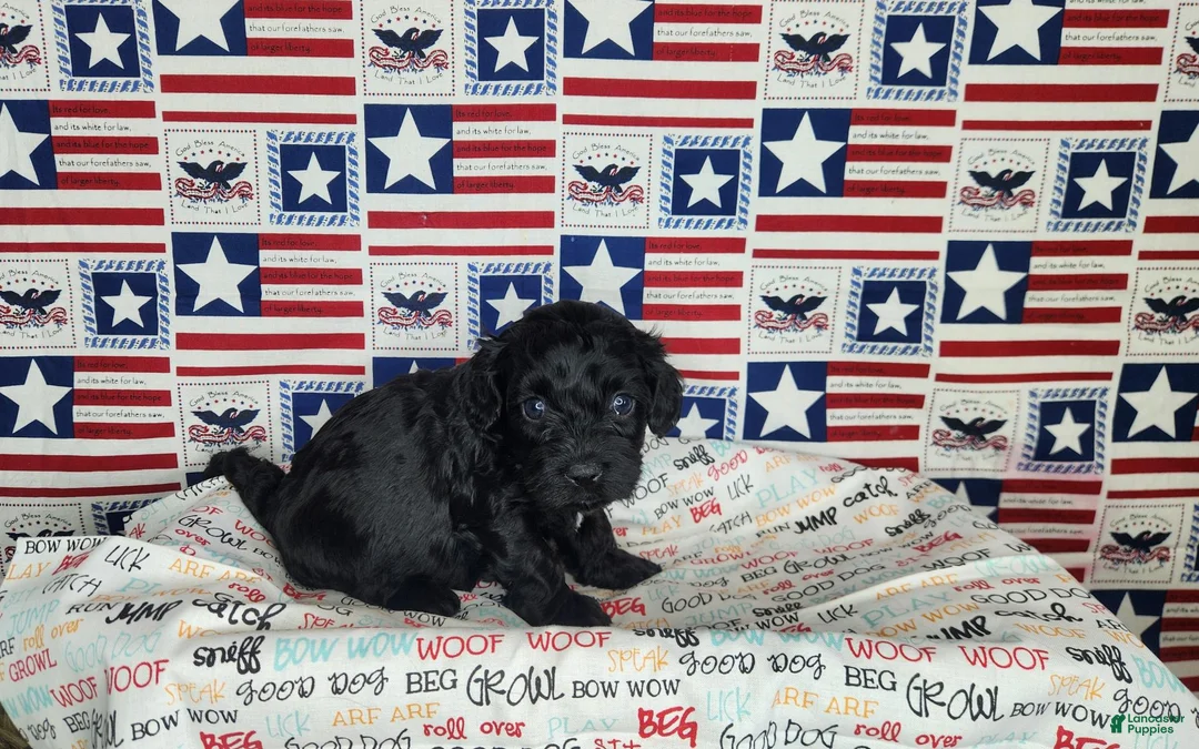 Cavapoo dogs for sale: Ollie - Ad 1