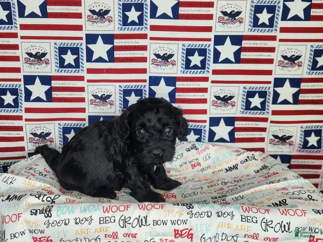Cavapoo dogs for sale: Ollie - Ad 1