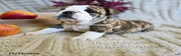 English Bulldog dogs for sale: Maria  - Ad 14