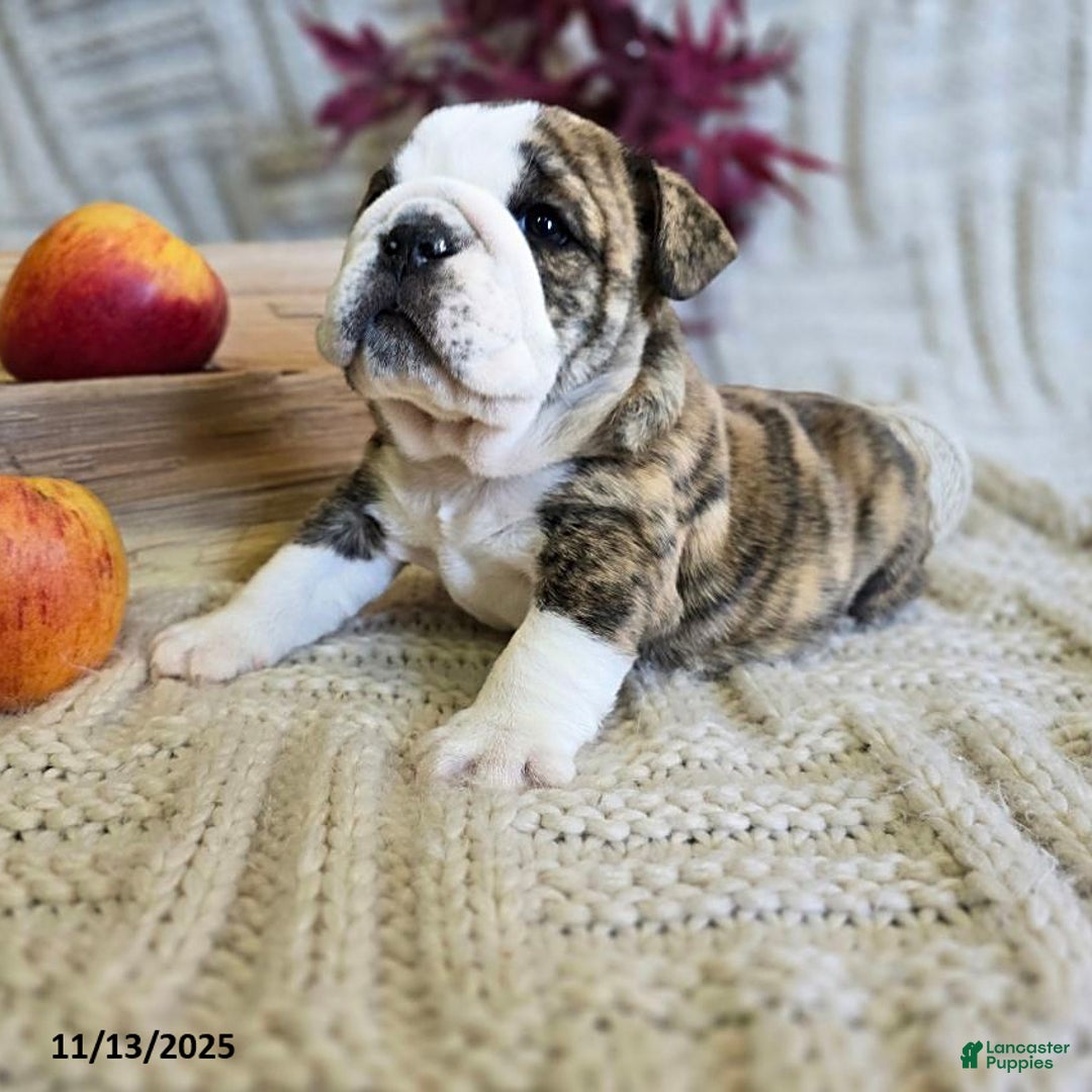 English Bulldog dogs for sale: Maria  - Ad 14