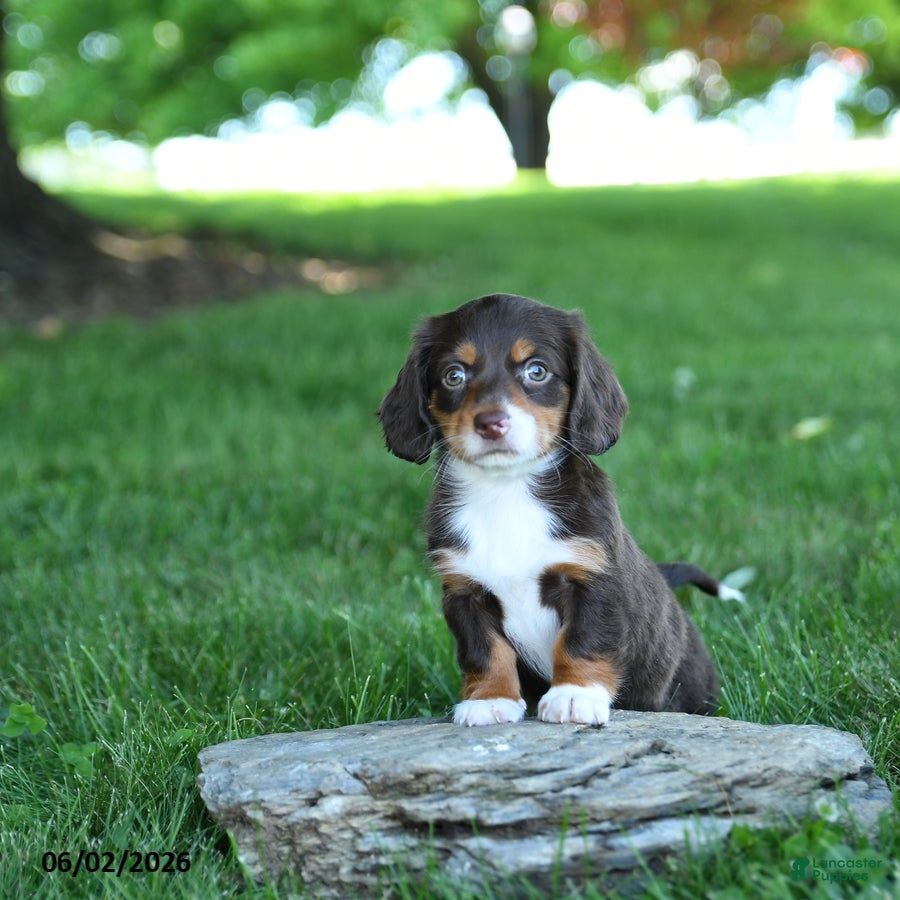 Miniature Dachshund dogs Starburst - Ad 1