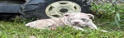 Olde English Bulldogge dogs for sale: Olde English Bulldogge 7 - Ad 7