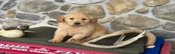 Golden Retriever dogs for sale: Aden - Ad 3