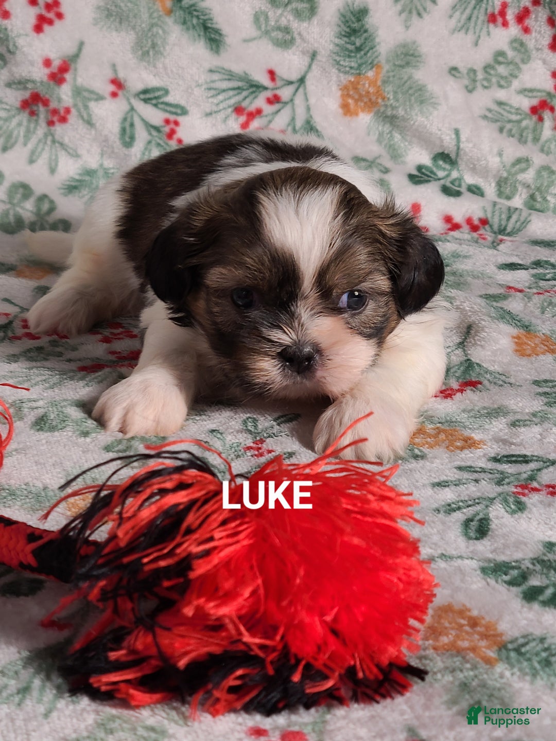 Shih Tzu dogs for sale: Luke  - Ad 2