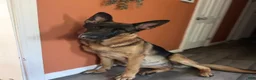 German Shepherd dogs for sale: Black Female - Ad 9