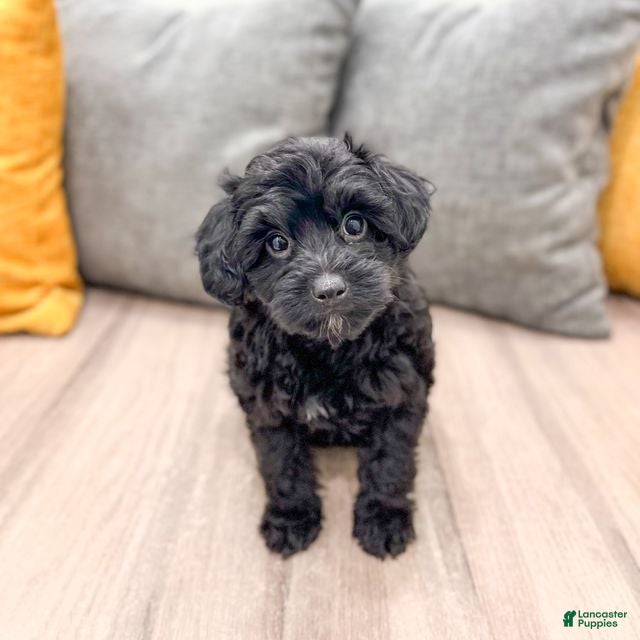 Yorkiepoo dogs Tisha - Ad 1