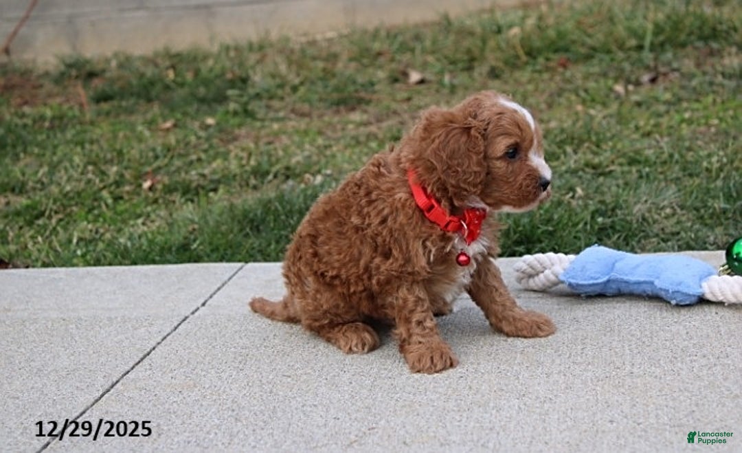 Cavapoo dogs for sale: Elliot - Ad 6
