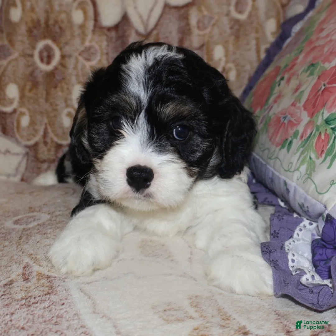 Cavapoo dogs for sale: Scott - Ad 2