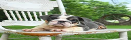 English Bulldog dogs for sale: Bonnie - Ad 2