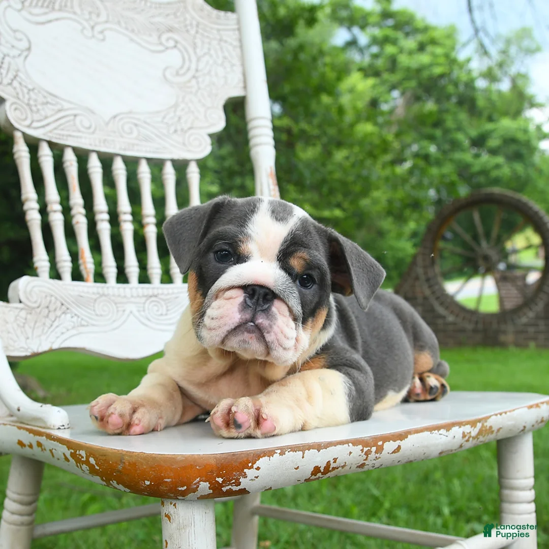 English Bulldog dogs for sale: Bonnie - Ad 2
