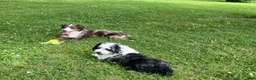 Mixed Breed dogs for sale: Mixed Breed 2 - Ad 9