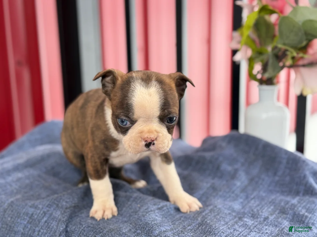 Boston Terrier dogs for sale: Bert - Ad 12