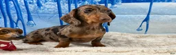 Miniature Dachshund dogs for sale: Rianna dappleShow boy - Ad 3