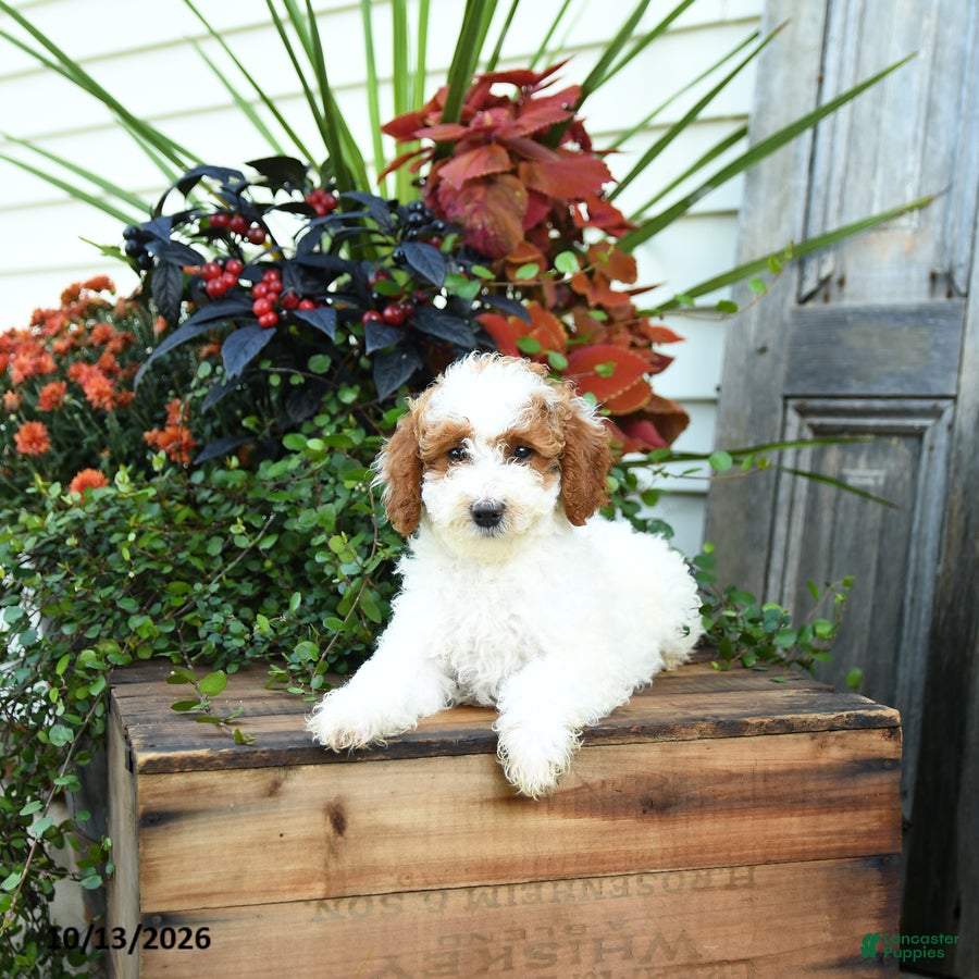 Goldendoodle dogs Gerldine - Ad 2